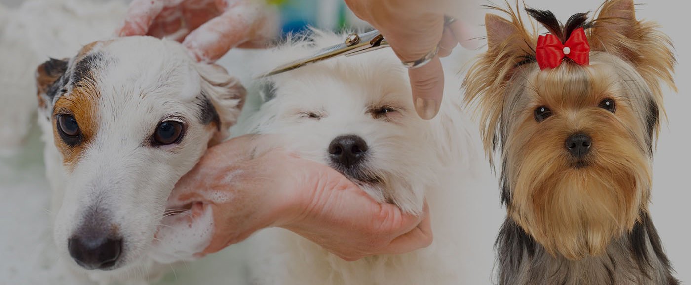 SEU PELUDO MAIS BONITO!