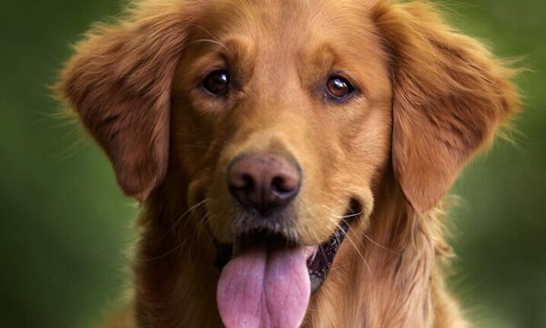 cachorro Golden Retriever