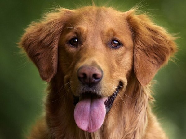 cachorro Golden Retriever