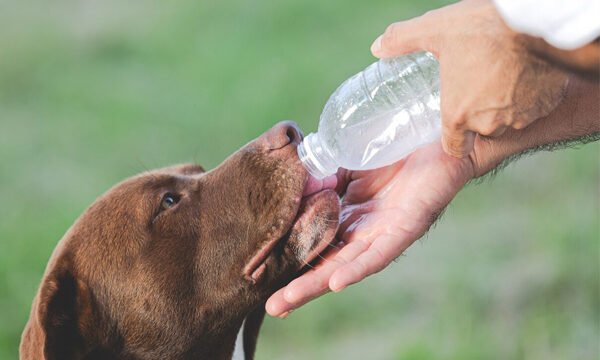 cuidados no verao com o cachorro