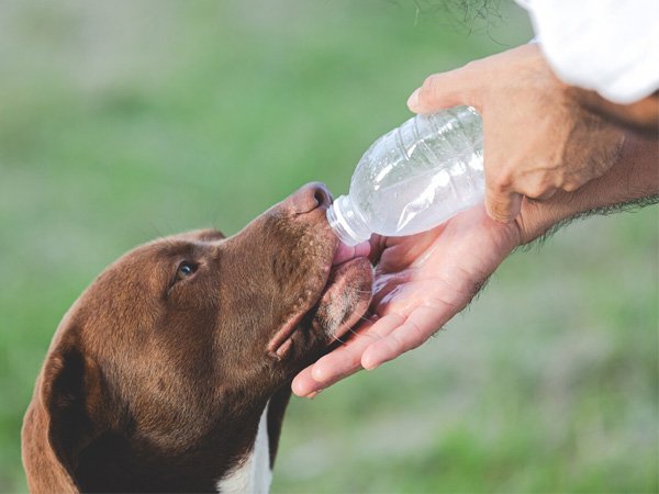 cuidados no verao com o cachorro