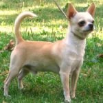 Chihuahua