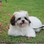 Lhasa Apso