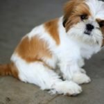 Shi Tzu