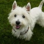 West Highland White Terrier