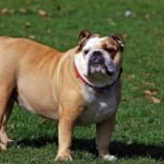bulgog ingles