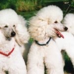 poodle