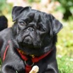 pug
