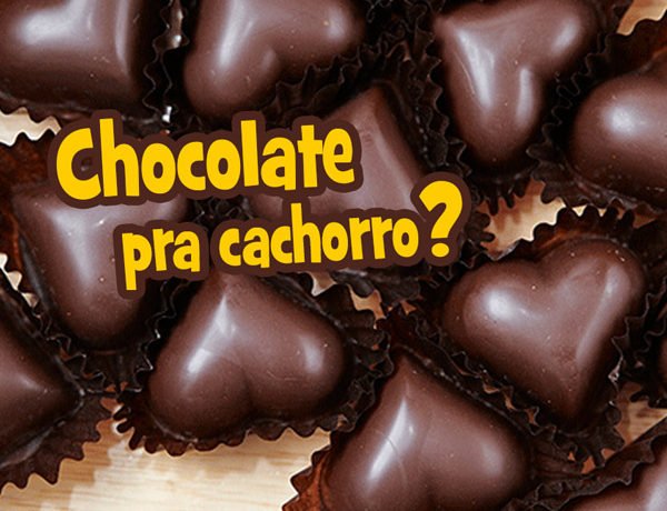chololate pra cachorro