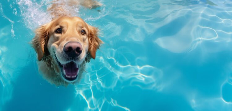 cachorro na piscina