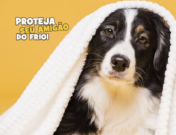 blog frio