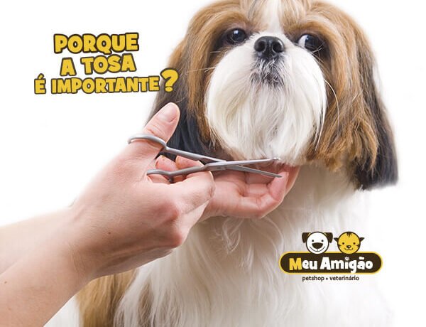 blog tosa