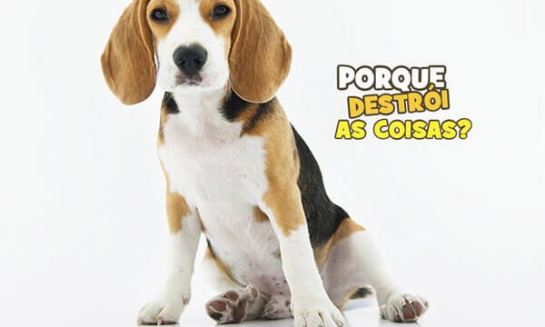 conversa blog