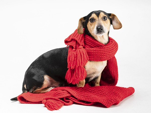 roupas de frio para cachorro