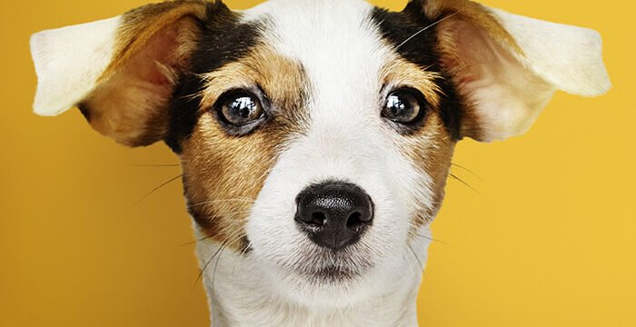 nomes de cachorros