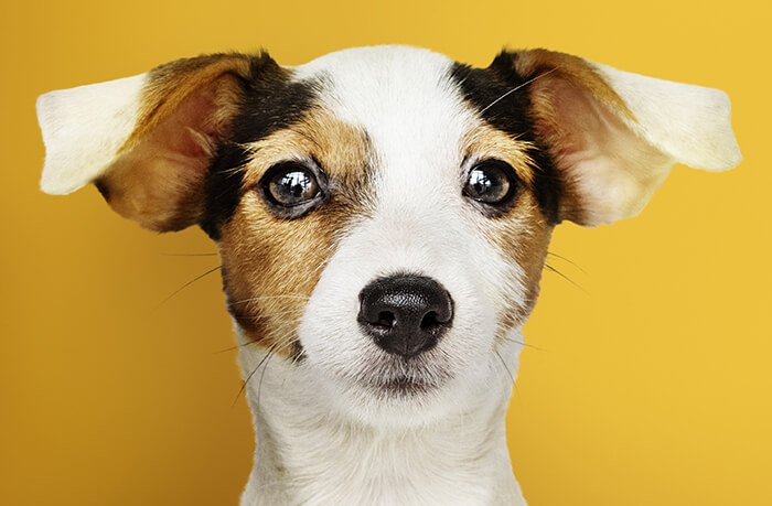 nomes de cachorros
