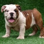 bulldog ingles