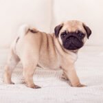 pug filhote