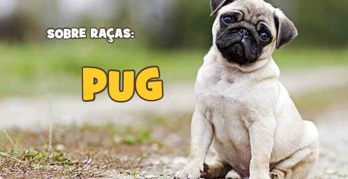 blog racas pug