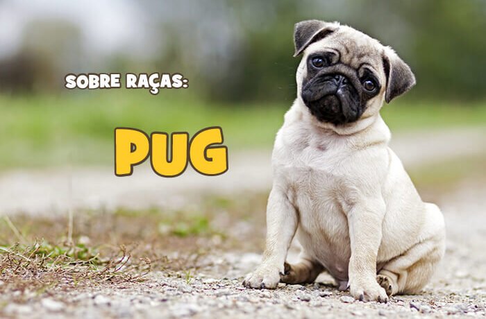 blog racas pug