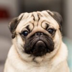 pug 01 1