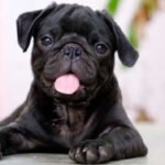 pug 01 3