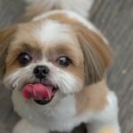 shih tzu fotos 4