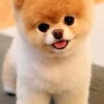 spitz 2