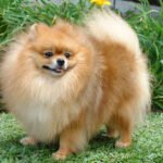 spitz 7