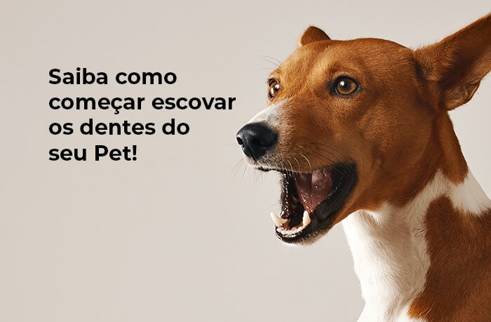 blog escovacao