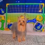 Fotos da Copa 2