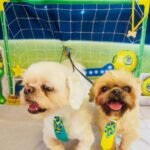 Fotos da Copa 2