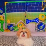 Fotos da Copa 3