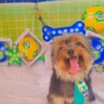 Fotos da Copa 3
