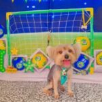 Fotos da Copa 4