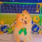 Fotos da Copa 5