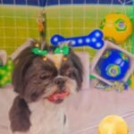 Fotos da Copa 5
